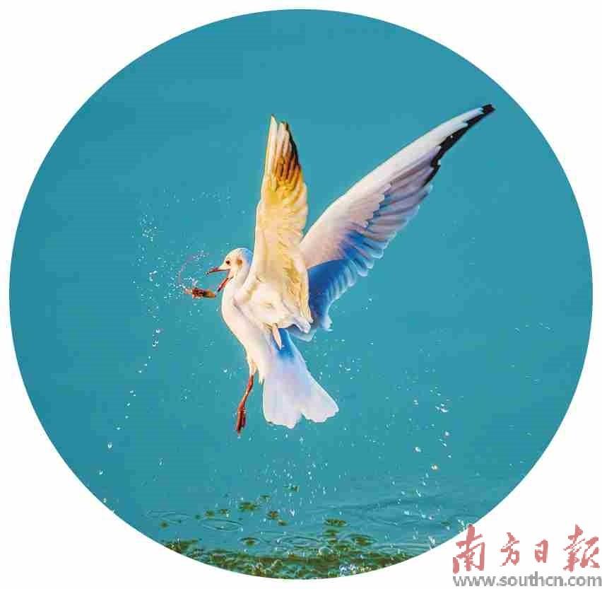 最美丽的风景与小鸟,一起享受大自然的最美小鸟