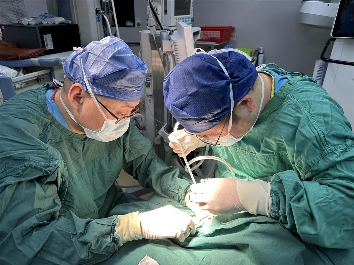 打耳洞上的茶叶梗能消炎吗,耳洞红肿发炎了戴茶叶梗有用吗