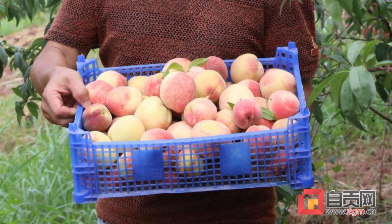 脆果满枝！“桃”经济让生活甜蜜升级