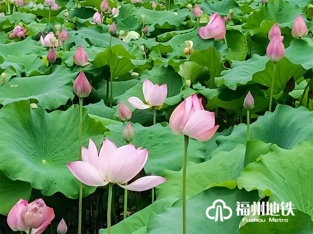 福州地铁4号线花海公园,福州地铁一号线金鸡山公园