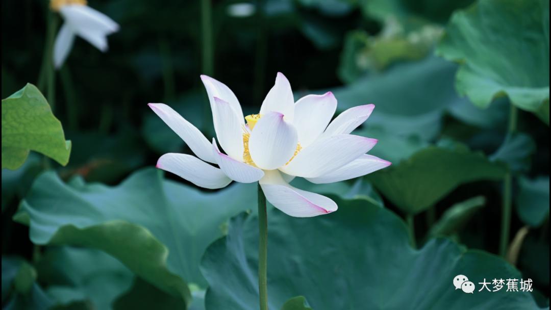 又是一年荷花盛开的季节荷花真美,又到了一年欣赏荷花季节