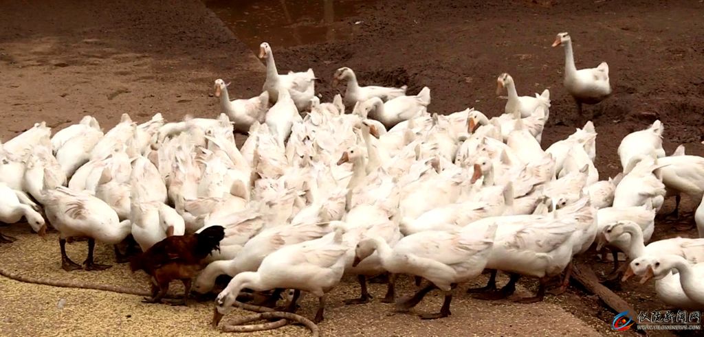 村村有特色产业户户有增收渠道,村有产业户户可增收吗