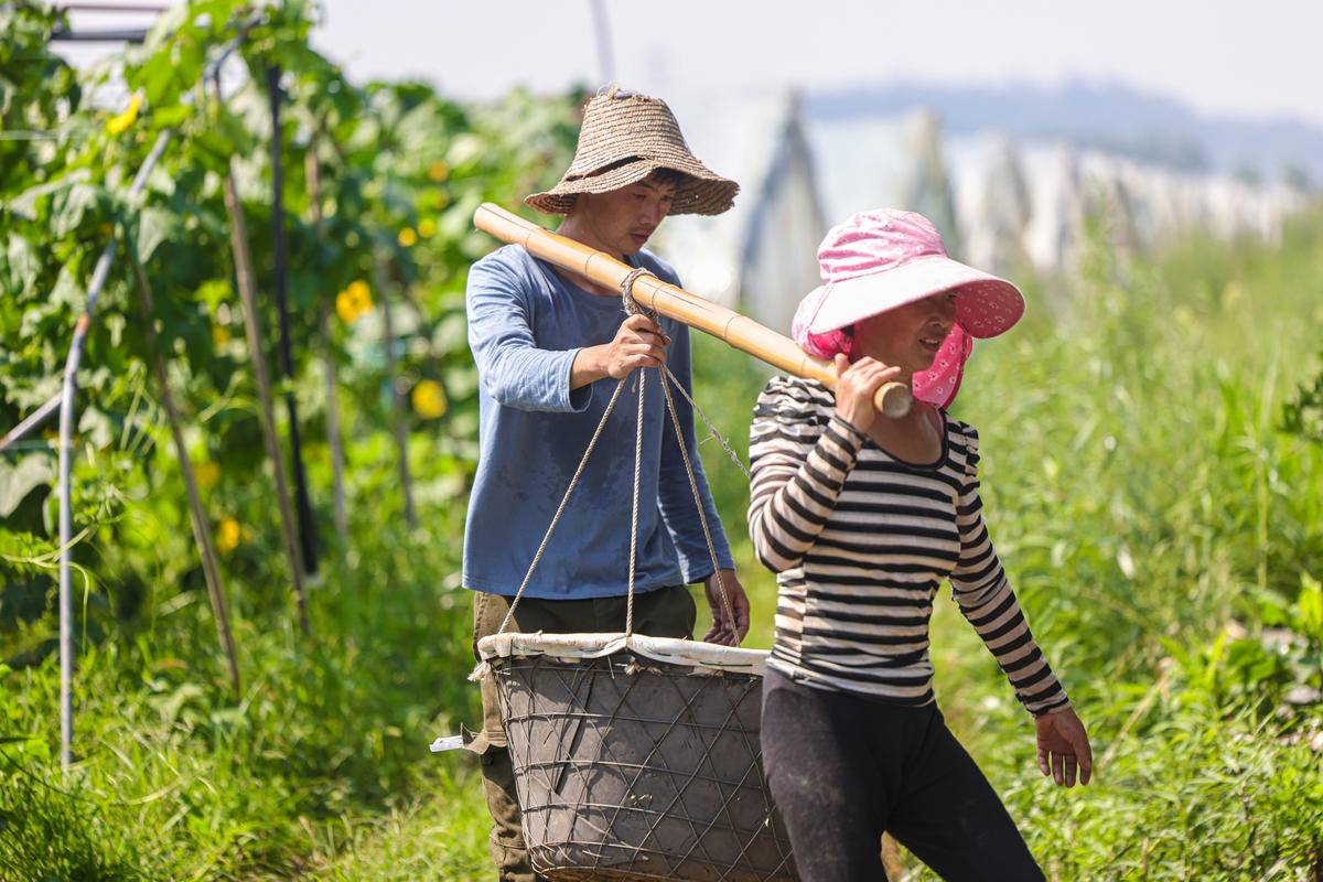 华容区*团蒲**乡，瓜瓜甜到冒泡