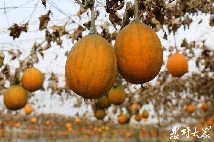 扬帆小清河·远航|新技术学自三农报河边村迈上致富道