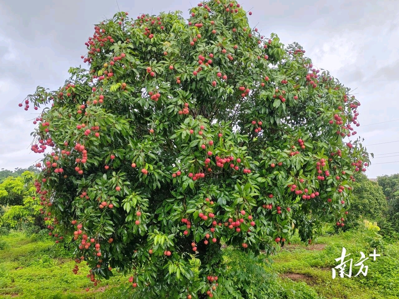从夏季限定到四季可期,电白探索荔枝产业进阶之路|电白有“荔”量