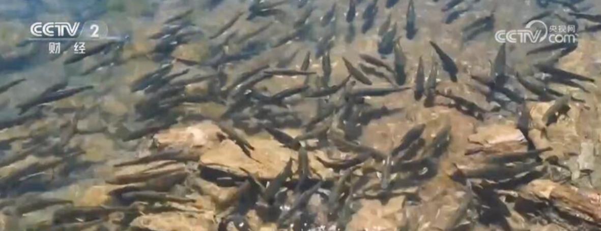 亿万条青海湖湟鱼洄游到达高峰期,青海湖湟鱼洄游路边观测