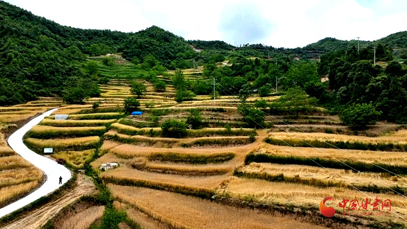 康县机械化助力小麦颗粒归仓,机械化助力小麦颗粒归仓