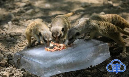 动物园送清凉,天津动物园鸟语花香