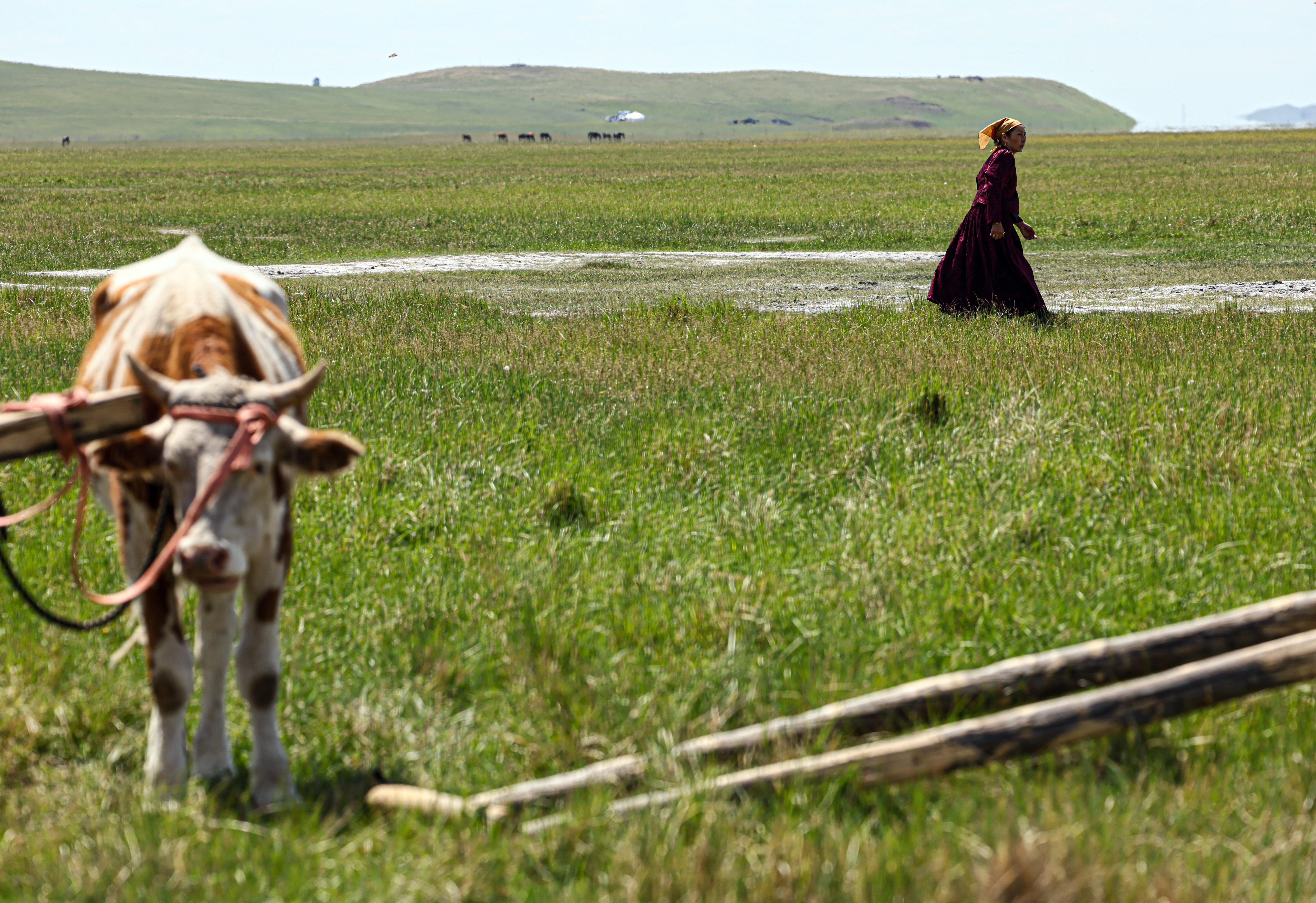 美丽中国呼伦贝尔,美丽富饶辽阔呼伦贝尔大草原