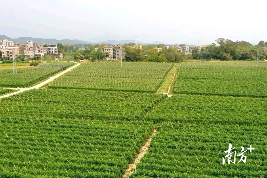 村级集体经济的奖励文件,村级集体经济收入奖励办法