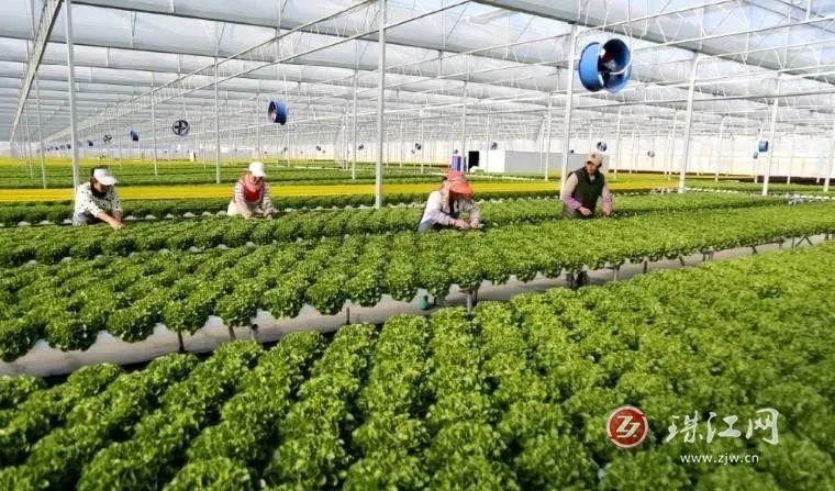 曲靖：搭上增收“专线车”盼到致富“好光景”