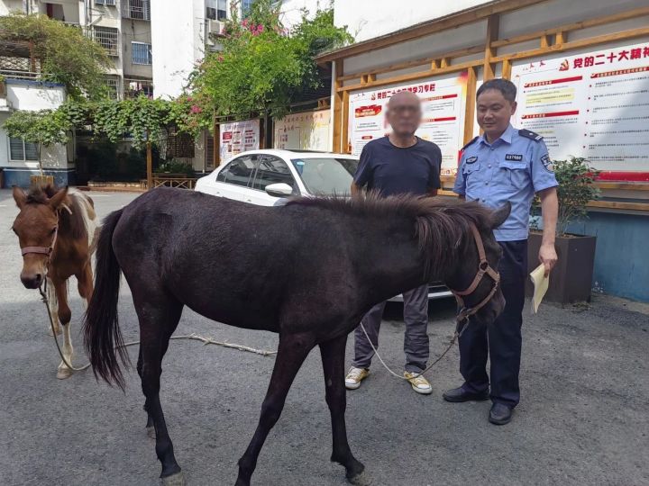凌晨时分，2匹小马出没温州街头，民警化身“赶马倌”