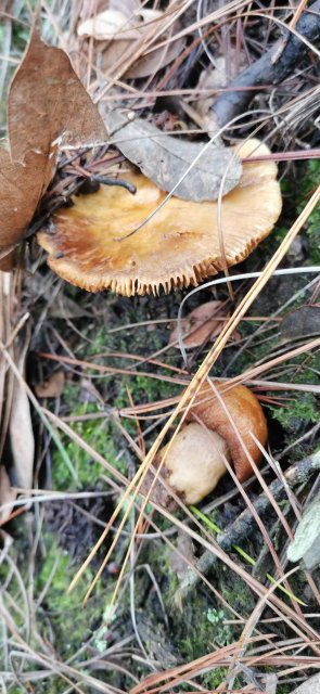 开屏策划｜上哪找菌、怎么识菌？云南捡菌“老司机”这样说→