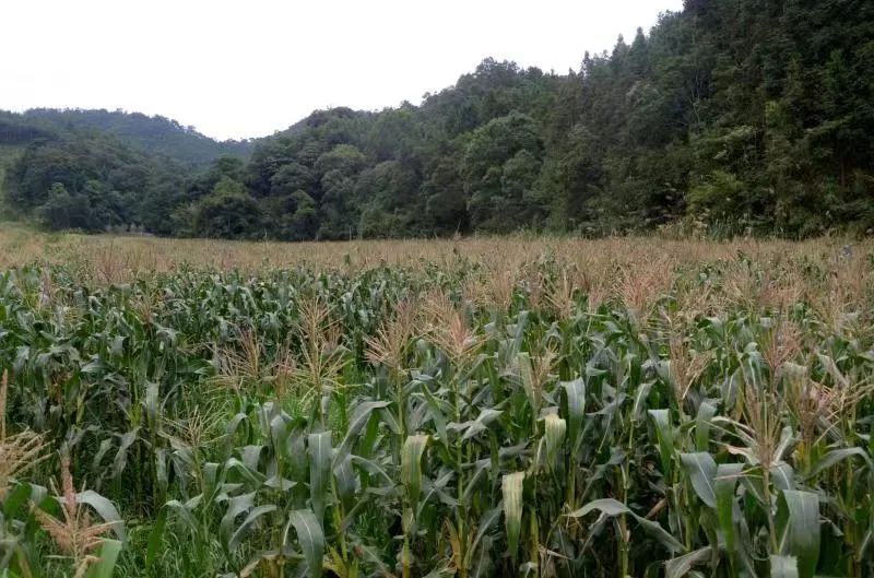 扶农助农政府补贴政策解读,扶农惠民政策