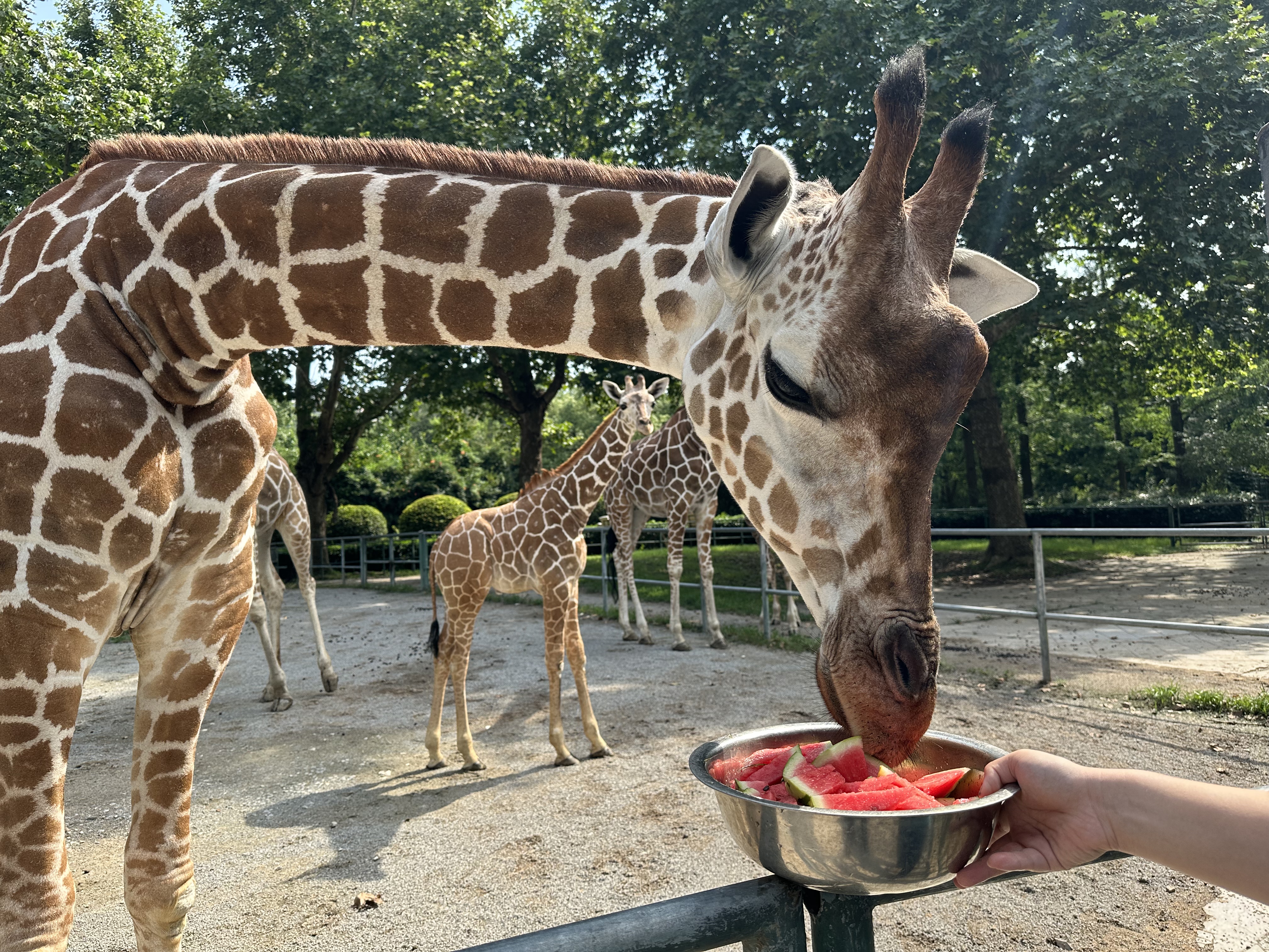 上海野生动物园夏天,夏天的上海动物园