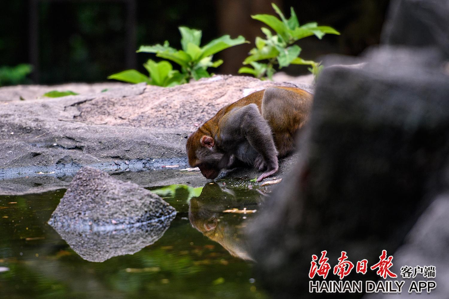 南湾猴岛猴子拍照,南湾猴岛看猕猴