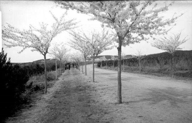 人文青岛特别策划|人间四月天，芳菲山海间——春花漫天遍野，追溯青岛花海背后的人文气息和吸引力法则