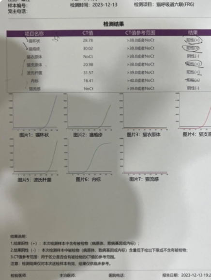 免费领养的猫可以退吗,免费领养的猫但是要支付宝500积分