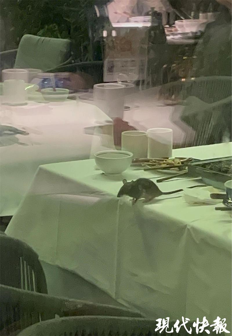德基桂满陇老鼠,南京德基桂满陇店被曝有老鼠