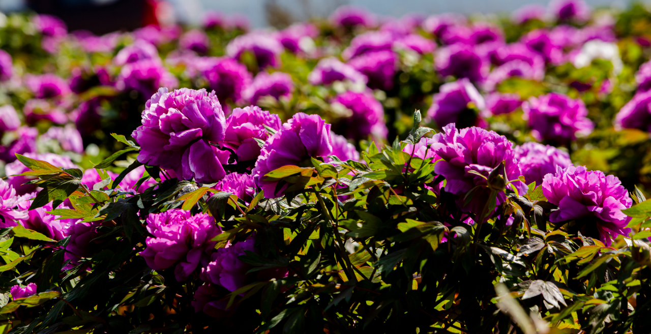 昆明滇池红嘴鸥从哪里飞过来的,昆明首趟红嘴鸥主题航班启航