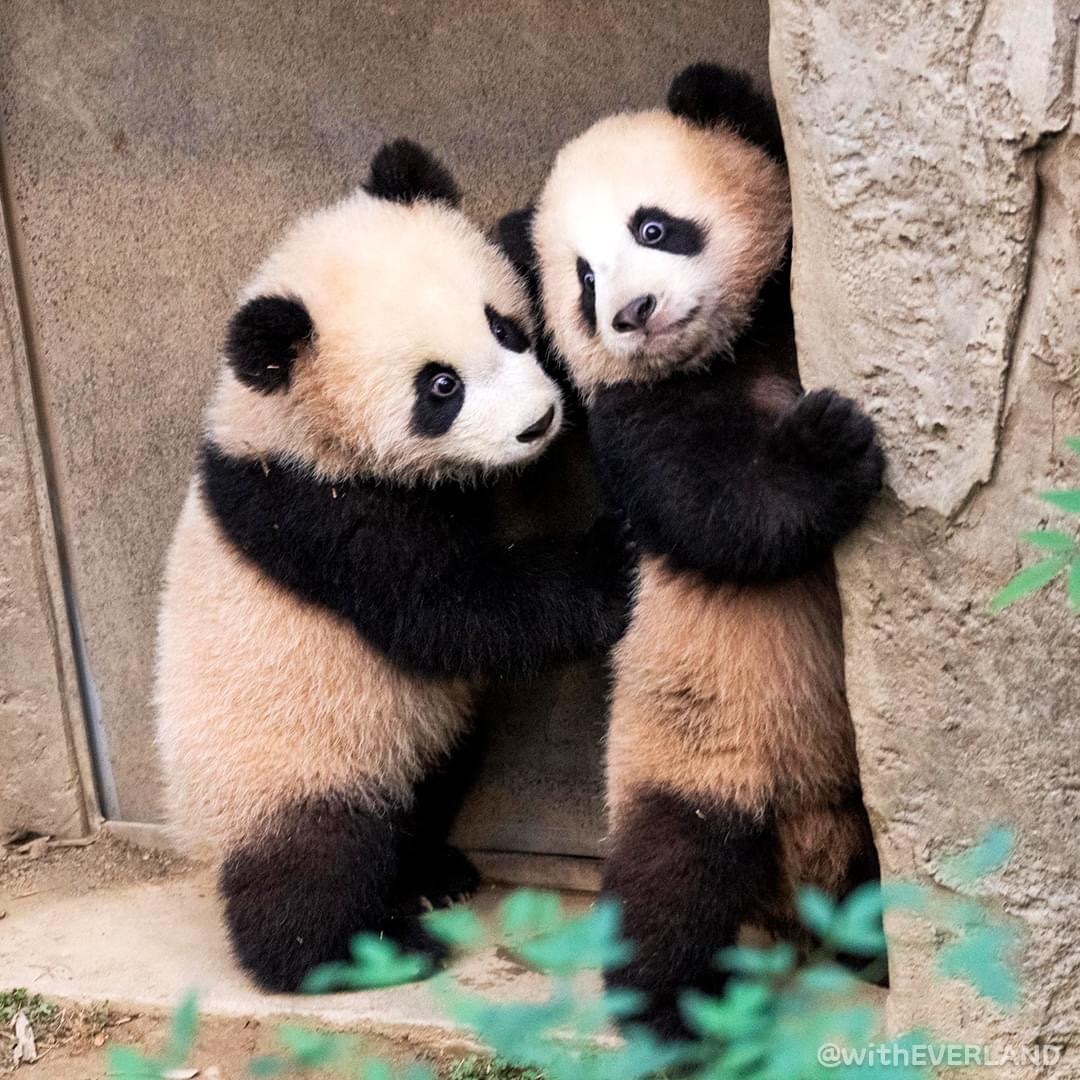 可可爱爱的混血宝宝,可可爱爱的两岁宝宝