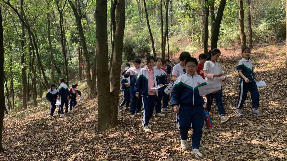 植树研学活动,植树节研学游活动