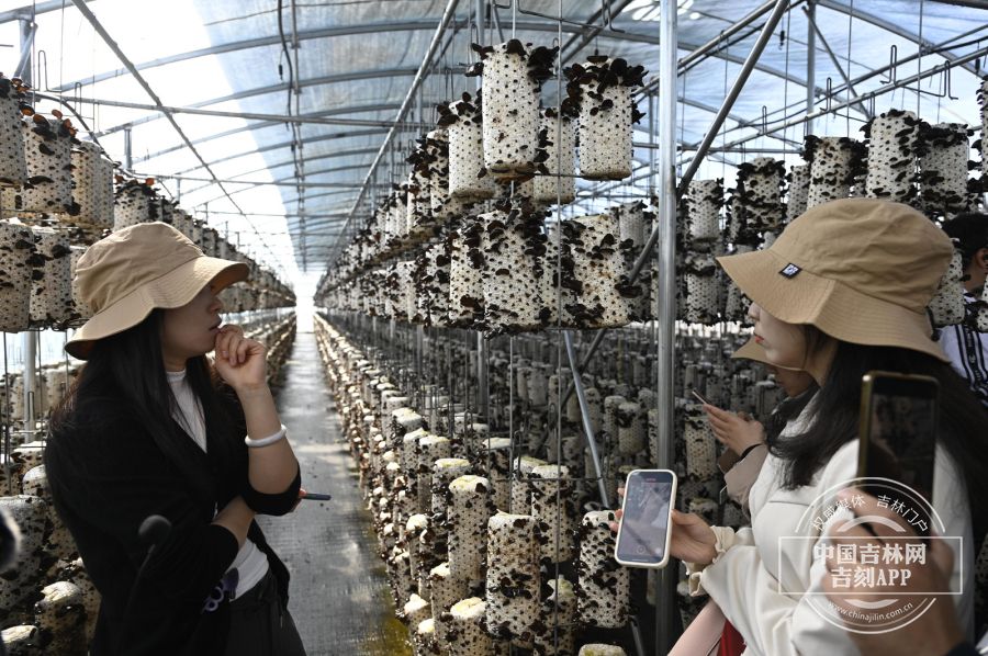 稻花香里说丰年丨汪清：小木耳撑起乡村振兴大产业