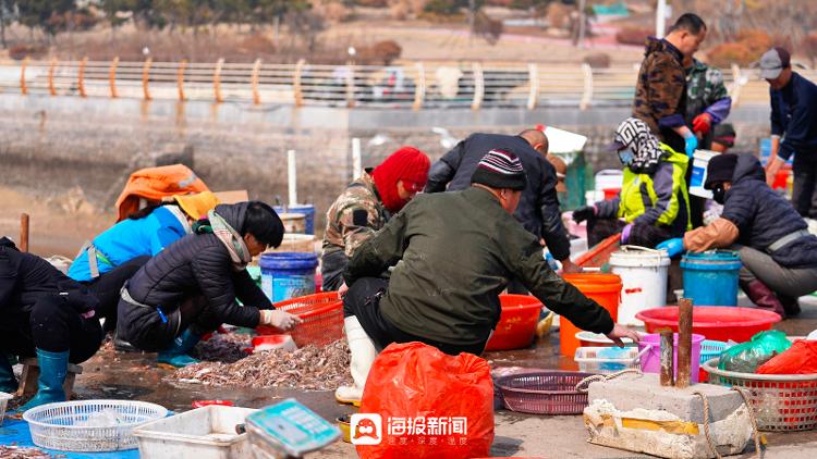 2023日照港海鲜最新报价,日照港海鲜最新价格今天