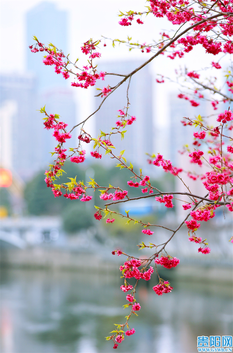 多彩贵州花漾中国走进黔西南,多彩贵州花漾中国兴义