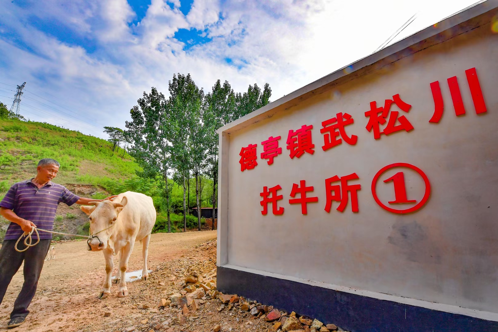 养牛致富牛气冲天价格实惠,牛气冲天养牛致富