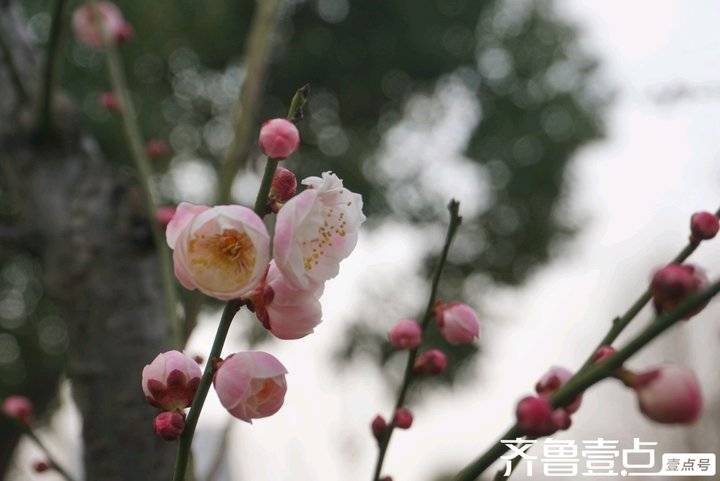 冬日梅园暗香浮动,梅园暗香的抖音