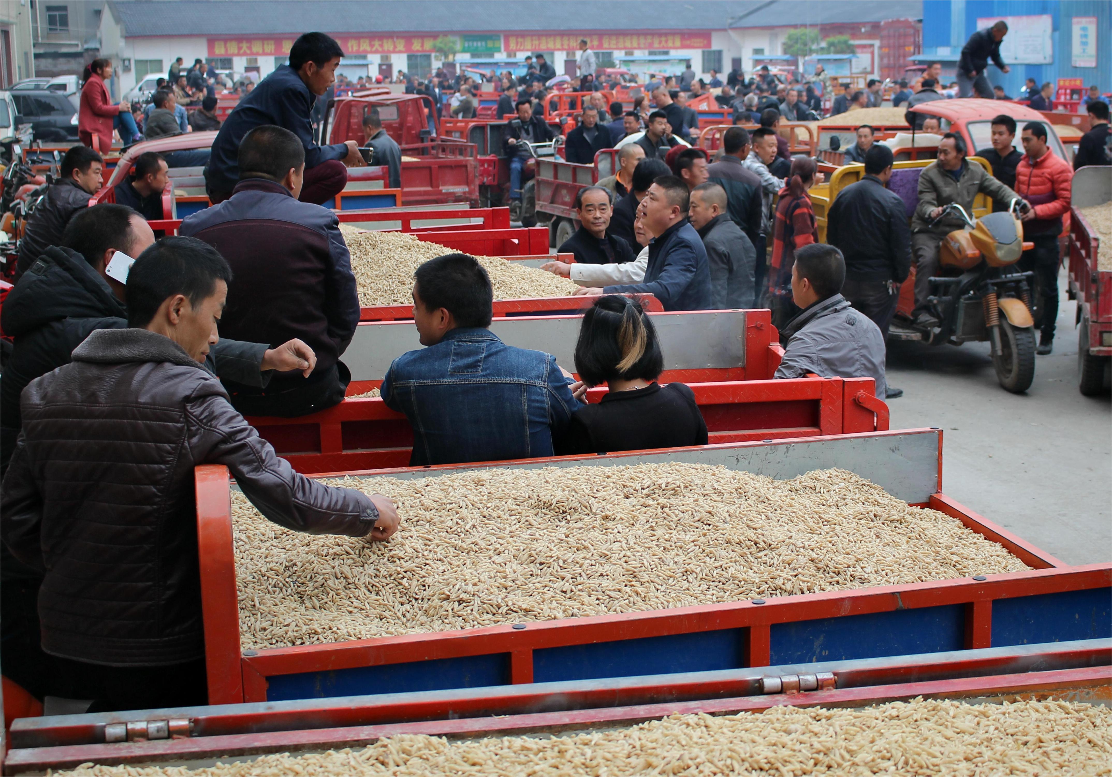 三台麦冬产业如何,三台县麦冬产业基地