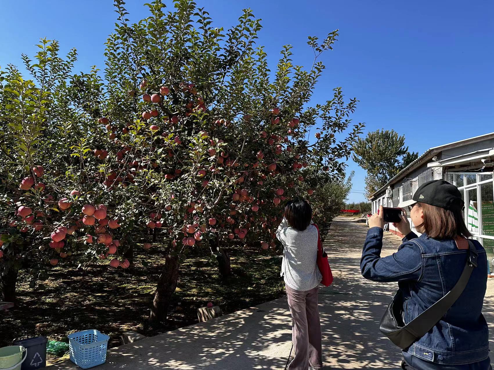 昌平23年苹果采摘的最佳时间,昌平苹果丰收啦