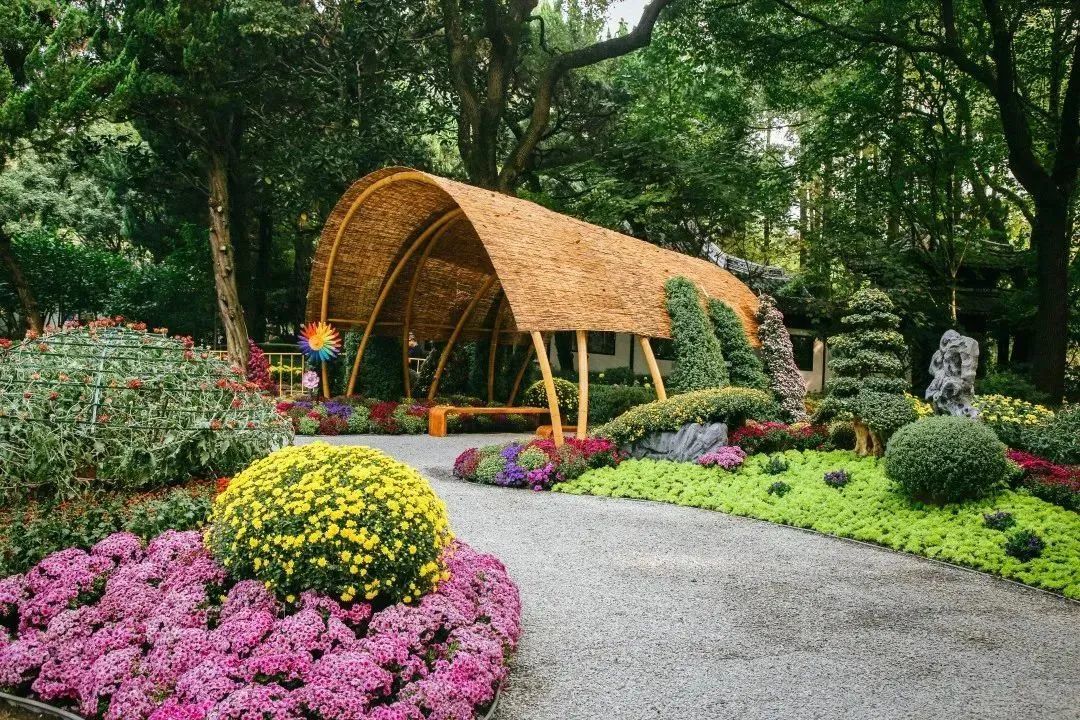 上海菊花展进最佳观赏期,上海菊花展在哪个公园