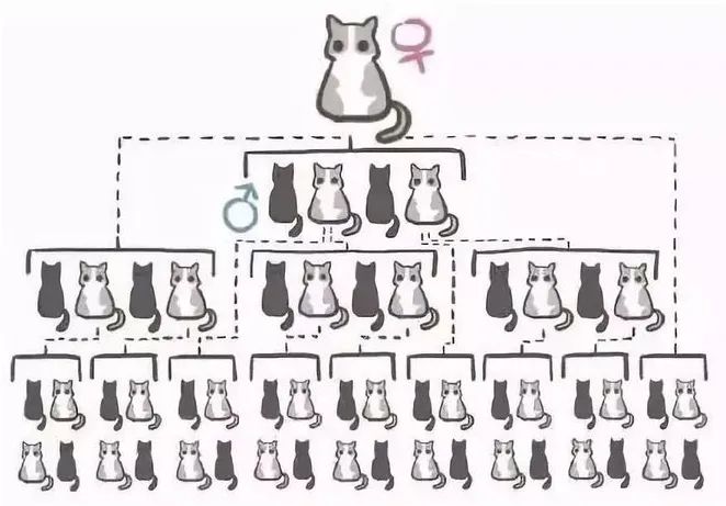 小区里有流浪猫你会帮它们吗,小区内流浪猫问题怎么解决