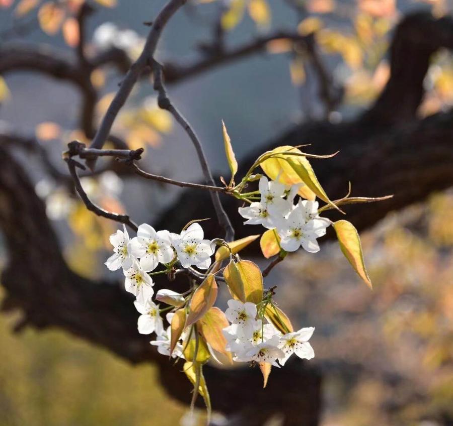 人文青岛特别策划|人间四月天，芳菲山海间——春花漫天遍野，追溯青岛花海背后的人文气息和吸引力法则